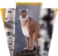 palion