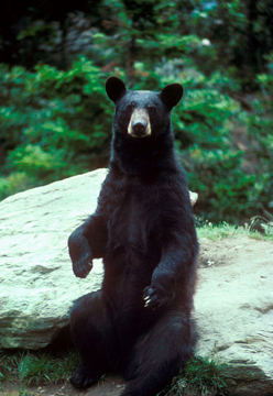 black_bear_large
